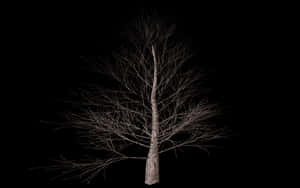 Bare Tree Against Night Sky PNG image with transparent background