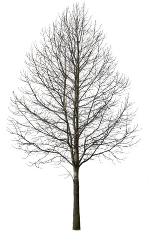 Bare Tree Against Night Sky PNG Image