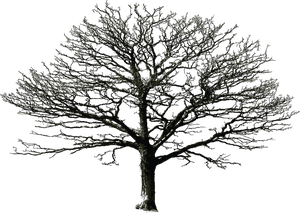 Bare Tree Png By Doloresminet - Transparent Background Dead Tree, Png Download PNG image with transparent background