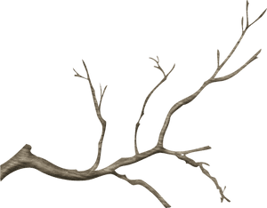 Bare Tree Branch Against Blue Sky PNG image with transparent background