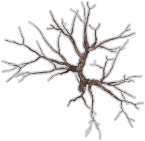 Dead Tree Top View, HD Png Download PNG image with transparent background