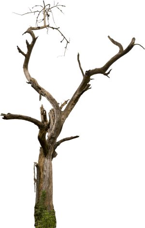 Bare Tree Branches Sky Background PNG image with transparent background