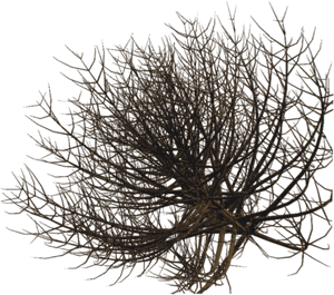 Transparent Desert Plant Png - Desert Plants Png, Png Download PNG with transparent background