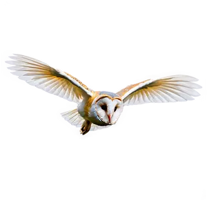 Barn Owl Gliding Png 74 PNG Image