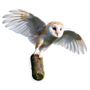 Barn Owl Hovering Png 06252024 PNG Image