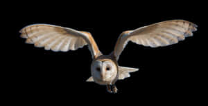 Barn Owl In Flight Against Black Background PNG image with transparent background