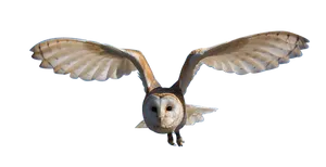 Barn Owl In Flight Against Black Background PNG Image