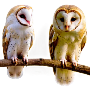 Barn Owl Perching Png Ihc32 PNG Image