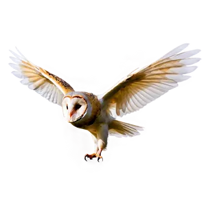 Barn Owl With Open Wings Png 06252024 PNG Image