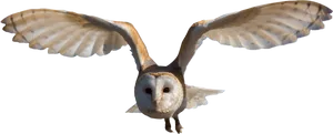 Barn Owlin Flight PNG Image