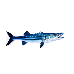 Barracuda Swimming Png 9 PNG Image