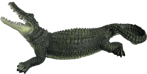 Crocodile Png, Transparent Png PNG image with transparent background