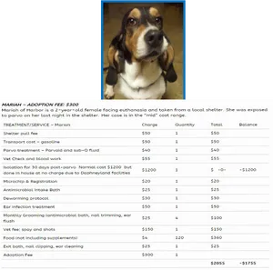 Basset Hound Adoption Feeand Care Details PNG Image