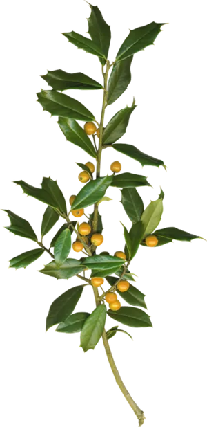 Bayleaf Branchwith Berries PNG Image