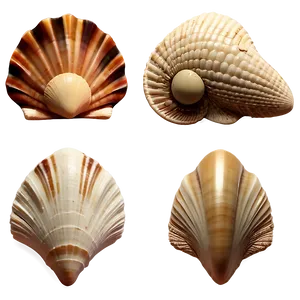 Beach Sea Shells Collection Png 6 PNG Image