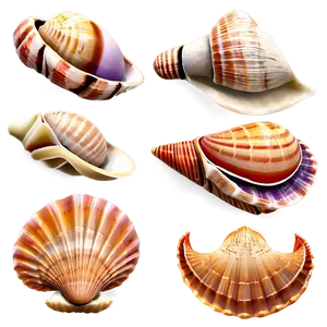 Beach Sea Shells Collection Png Gli PNG Image