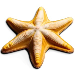 Beach Starfish Sands Png 06132024 PNG Image