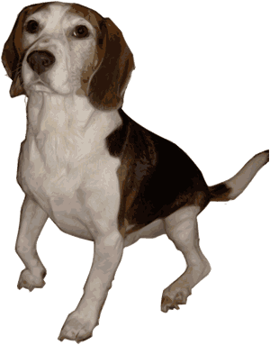 Beagle, Dog, Animal, Bred, Breed, Canine, Hunting - Perros De Caza Png, Transparent Png PNG image with transparent background