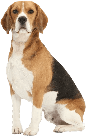 Beagle Dog Png Free Download - Beagle Dog Sitting Down, Transparent Png PNG image with transparent background