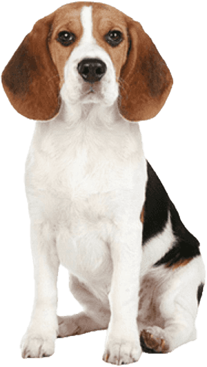 Beagle Dog Png Image - Beagle Dog Nose, Transparent Png PNG image with transparent background