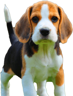 Beagle Dog Puppy Png Download Image - Loyal Breed Of Dog, Transparent Png PNG image with transparent background