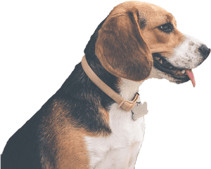Beagle-harrier, HD Png Download PNG image with transparent background