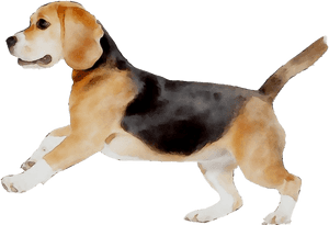 Beagle Png - American Foxhound, Transparent Png PNG image with transparent background
