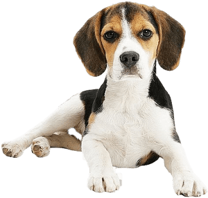 Beagle Png Clipart - Beagle-harrier, Transparent Png PNG image with transparent background