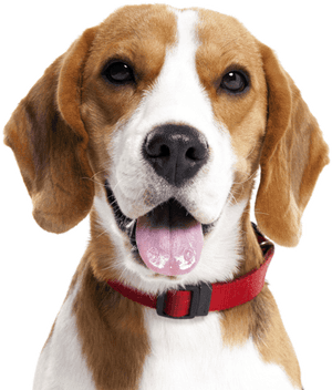 Beagle Png, Transparent Png PNG image with transparent background