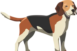 Beagle Standing Side View PNG Image