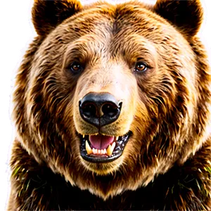 Bear Face Png Ahg PNG Image