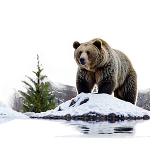 Bear In Snow Png Jwh70 PNG Image