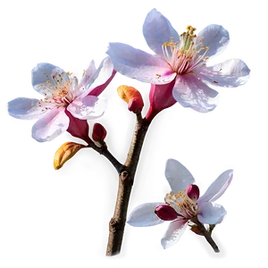 Beautiful Blossom Png 13 PNG Image