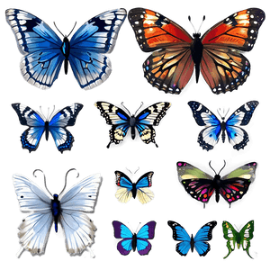 Beautiful Butterflies PNG 05232024 PNG image with transparent background