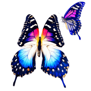 Beautiful Butterflies PNG 05232024 PNG image with transparent background