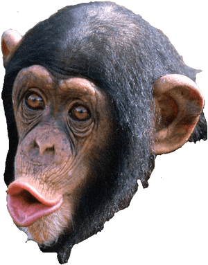 Beautiful Chimpanzee, HD Png Download PNG image with transparent background