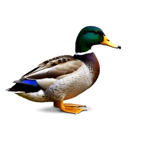 Beautiful Mallard Duck Png Lyp8 PNG Image