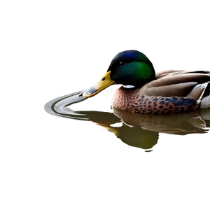 Beautiful Mallard Duck Png Pmf PNG Image