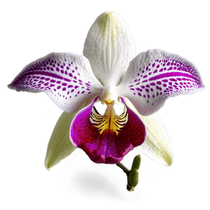 Beautiful Orchid PNG 34 PNG image with transparent background