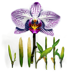 Beautiful Orchid PNG cgw42 PNG image with transparent background