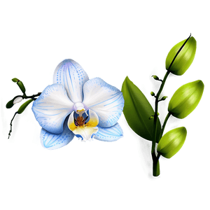 Beautiful Orchid PNG tge PNG image with transparent background