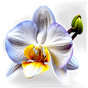 Beautiful Orchid PNG weo12 PNG image with transparent background