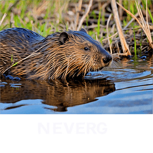 Beaver in Natural Habitat PNG 05242024 PNG image with transparent background