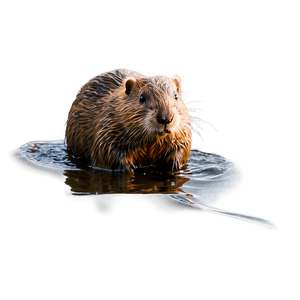 Beaver in Natural Habitat PNG pfh PNG image with transparent background