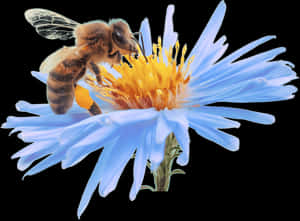 Bee, Get Relief Enjoy Life Kern Allergy Medical Center - Bee With A Flower Png, Transparent Png PNG image with transparent background