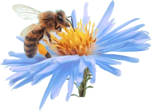 Bee Pollinating Blue Flower PNG Image