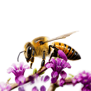 Bee Pollinating Flower PNG 21 PNG