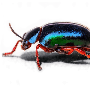 Beetle Crawling PNG wlw PNG