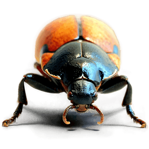 Beetle Crawling PNG xnn PNG