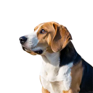 Bemoaning Beagle Png Lai88 PNG Image